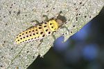 halyzia-sedecimguttata-larva3-foto-kruithof