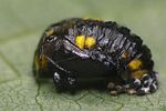 halyzia-sedecimguttata-pupa-foto-weisenboehler