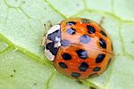 harmonia-axyridis-foto-fgrose