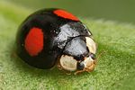 harmonia-axyridis-foto-gebel