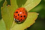 harmonia-axyridis-foto-reder