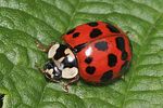 harmonia-axyridis-foto-rindlisbacher