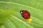 harmonia-axyridis-foto-thlorenz