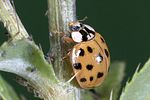 harmonia-axyridis-foto-weidlich