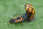 harmonia-axyridis-larva-foto-auer