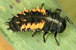 harmonia-axyridis-larva-foto-dvorak