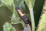 harmonia-axyridis-larva-foto-weidlich