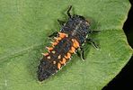 harmonia-axyridis-larve-foto-rodeland