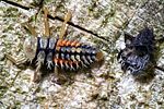 harmonia-axyridis-larve2-foto-hamers