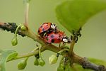 harmonia-axyridis-paar-foto-roscher