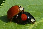harmonia-axyridis-paar2-foto-auer