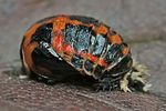 harmonia-axyridis-pupa2-foto-weisenboehler