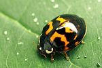 harmonia-axyridis2-foto-fgrose