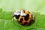 harmonia-axyridis3-foto-fgrose
