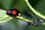 harmonia-axyridis3-foto-furlin