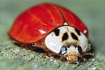 harmonia-axyridis3-foto-hamers
