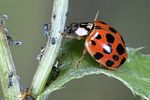 harmonia-axyridis4-foto-weidlich