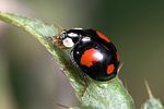 harmonia-axyridis5-foto-weidlich