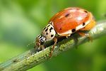 harmonia-quadripunctata-female-foto-kruithof