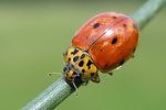 harmonia-quadripunctata-foto-kruithof