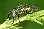 harmonia-quadripunctata-larva-foto-dvorak