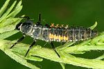 harmonia-quadripunctata-larva2-foto-dvorak