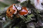 harmonia-quadripunctata-paar-foto-kruithof
