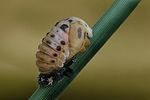 harmonia-quadripunctata-pupa-foto-kruithof