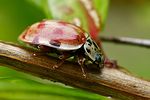 harmonia-quadripunctata2-foto-erezuma
