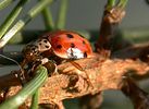 harmonia-quadripunctata2-foto-werner