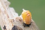 oenopia-conglobata-pupa2-foto-kruithof