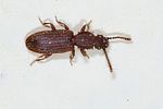 oryzaephilus-surinamensis-foto-keresztes