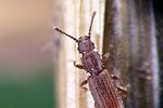 oryzaephilus-surinamensis-foto-weidlich