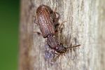 oryzaephilus-surinamensis2-foto-weidlich