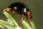 parexochomus-nigromaculatus6-foto-koehler