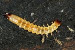 pediacus-depressus-larva-foto-merzel