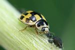 propylea-quatuordecimpunctata-foto-weidlich