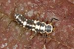 propylea-quatuordecimpunctata-larva-l2-foto-altmann
