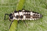 propylea-quatuordecimpunctata-larve-foto-altmann