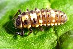 propylea-quatuordecimpunctata-larve-foto-wmueller