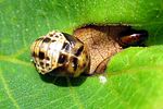 propylea-quatuordecimpunctata-pupa-foto-angelini