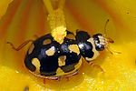 propylea-quatuordecimpunctata2-foto-fgrose