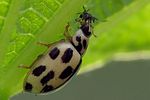propylea-quatuordecimpunctata2-foto-hamm