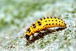psyllobora-vigintiduopunctata-larva-foto-hamers