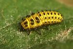 psyllobora-vigintiduopunctata-larva-foto-kozlowski