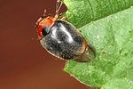 scymnus-ferrugatus-foto-altmann