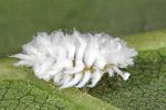 scymnus-frontalis-larva-foto-altmann