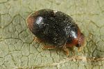 scymnus-haemorrhoidalis4-foto-altmann