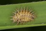 subcoccinella-24punctata-larva-foto-altmann