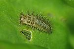 subcoccinella-24punctata-larva-foto-brueckner